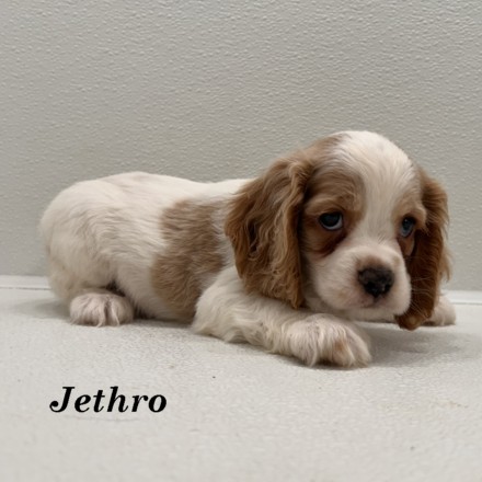 puppy, for, sale, Cocker Spaniel, Joe & Cherri  Overlease, dog, breeder, Miller, MO, dog-breeder, puppy-for-sale, forsale, nearby, find, puppyfind, locator, puppylocator, aca